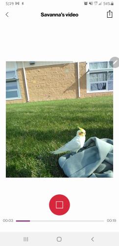 Found/Stray Unknown Bird last seen Osgood elementary playground, Fargo, ND 58104