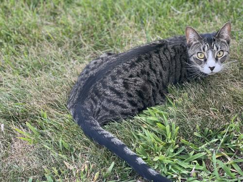 Lost Female Cat last seen Coldwater Crossings, Breinigsville, PA 18031