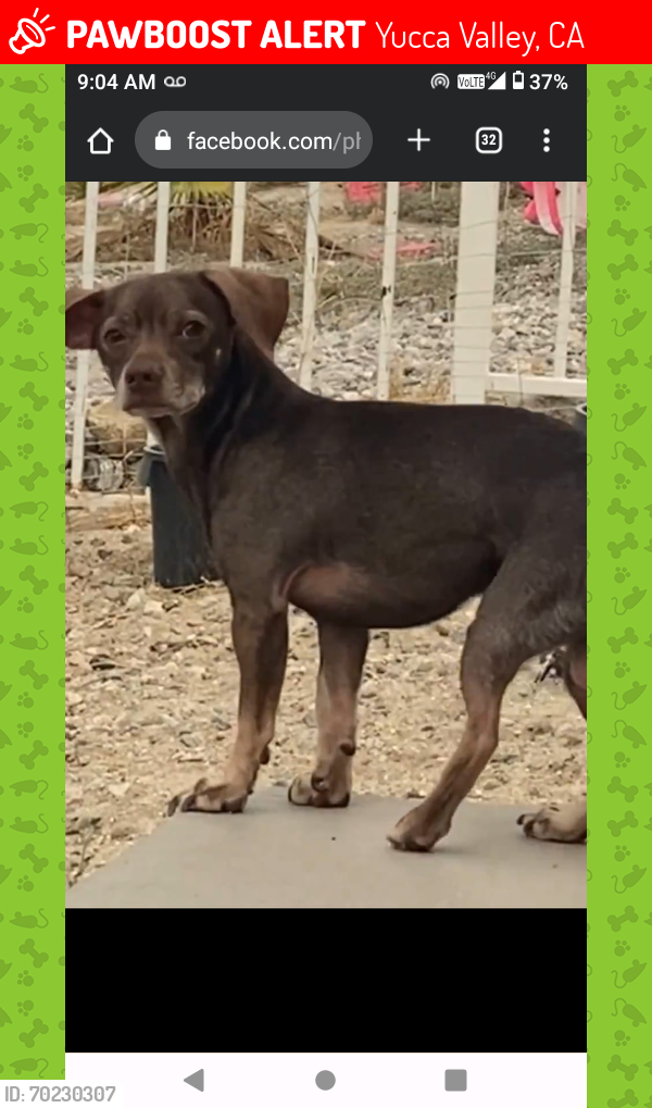 Lost Male Dog last seen Cordelia Ave and onaga trail, Yucca Valley, CA 92284