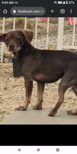 Lost Male Dog last seen Cordelia Ave and onaga trail, Yucca Valley, CA 92284