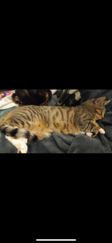 Lost Male Cat last seen Crown ridge blvd, Arlington, WA 98223