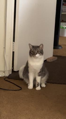 Lost Male Cat last seen 8th and Fedora St , Los Angeles, CA 90005