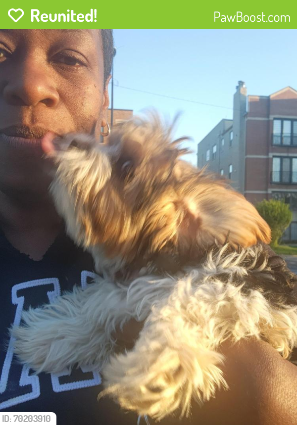 Reunited Female Dog last seen Near w Washington blvd, Chicago, IL 60612