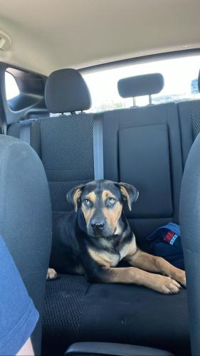 Lost Male Dog last seen Aron st , Baytown, TX 77520