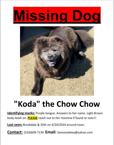 Lost Female Dog last seen Near 35th Ave Oakland, CA  94619 United States, Oakland, CA 94619