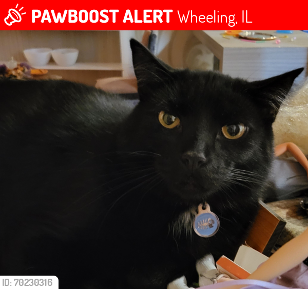 Lost Male Cat last seen Palatine Rd & Wheeling Rd, Wheeling, IL 60090