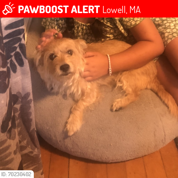 Lost Female Dog last seen School street, lowell, ma , Lowell, MA 01851
