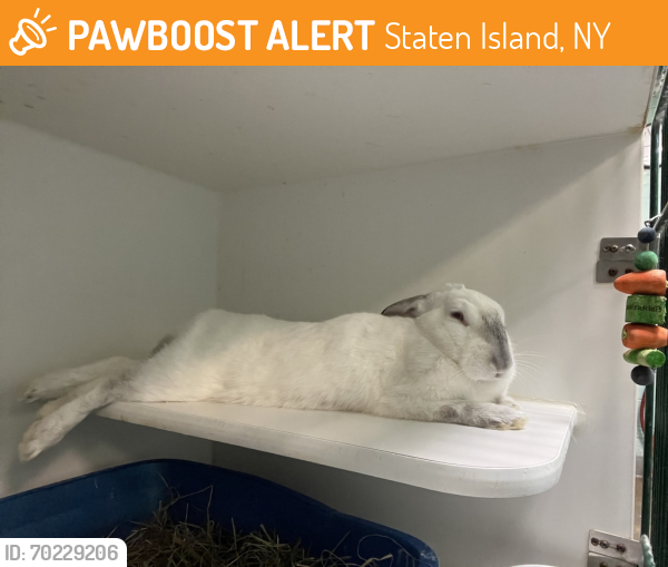 Shelter Stray Female Rabbit last seen Fairfield Place, ARVERNE, NY, 11692, Staten Island, NY 10309