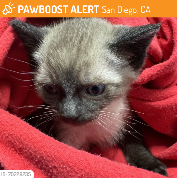 Shelter Stray Male Cat last seen Centre City Parkway, Escondido, CA, 92025, San Diego, CA 92110