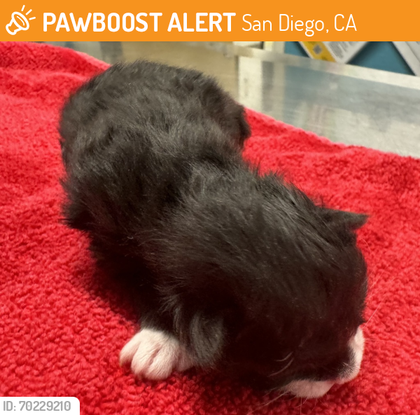 Shelter Stray Male Cat last seen Highgrove Drive, Escondido, CA, 92027, San Diego, CA 92110