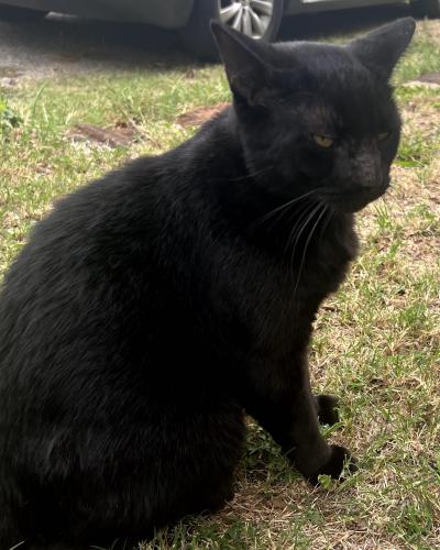 Lost Male Cat last seen Tanny Street and Trigg Drive, Westworth Village, TX 76114