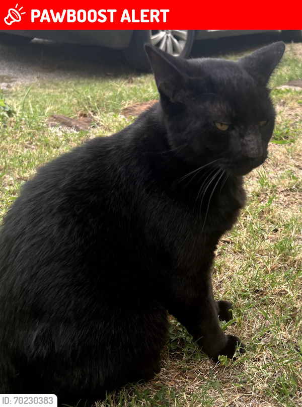 Lost Male Cat last seen Tanny Street and Trigg Drive, Westworth Village, TX 76114