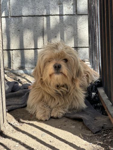 Lost Male Dog last seen Hooper, Los Angeles, CA 90011