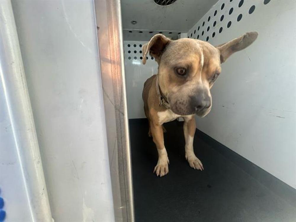 Shelter Stray Male Dog last seen Near BLK S UNION AVE, BAKERSFIELD, CXA, Bakersfield, CA 93307