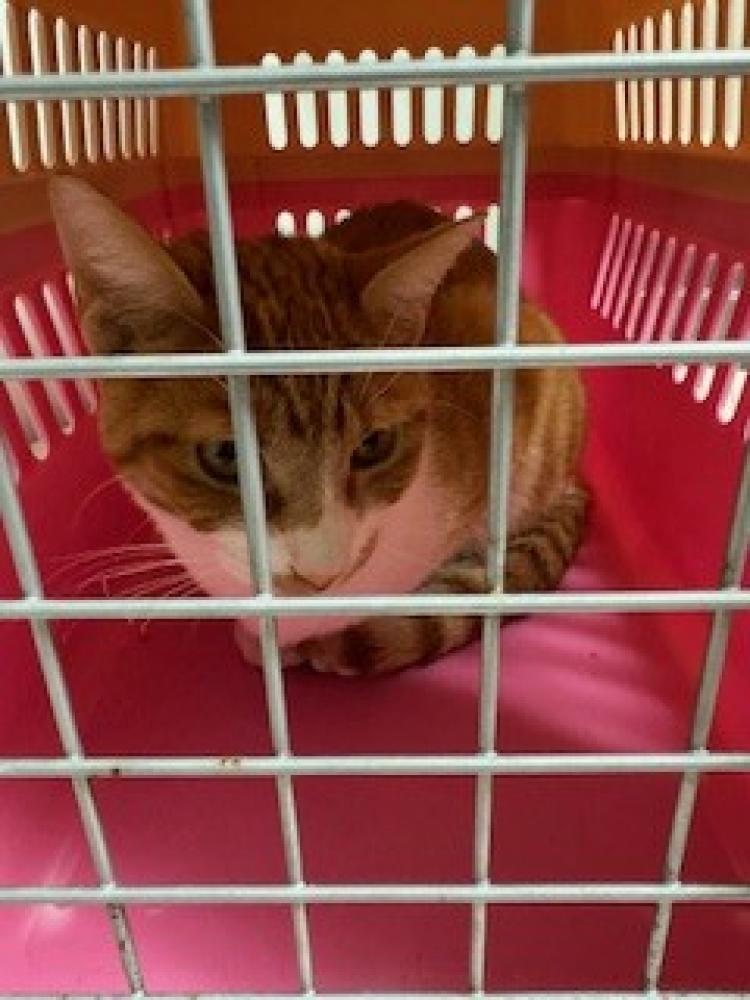 Shelter Stray Male Cat last seen LINCOLN AVE, BAKERSFIELD CA 93308, Bakersfield, CA 93308