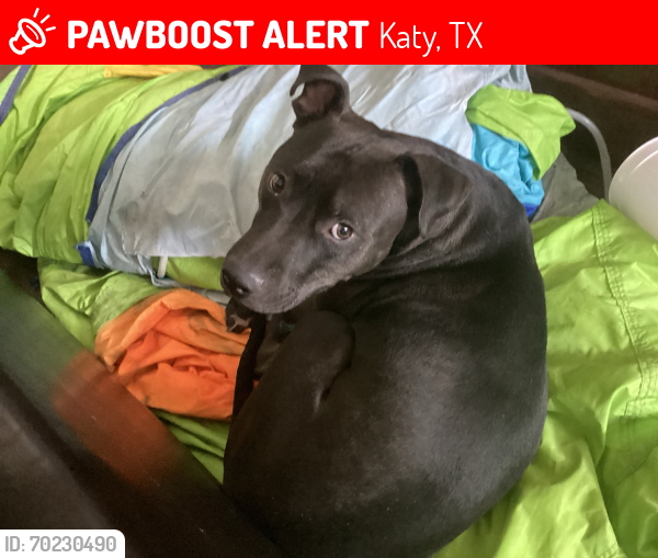 Lost Male Dog last seen Bear Creek Meadows Subdivision , Katy, TX 77449