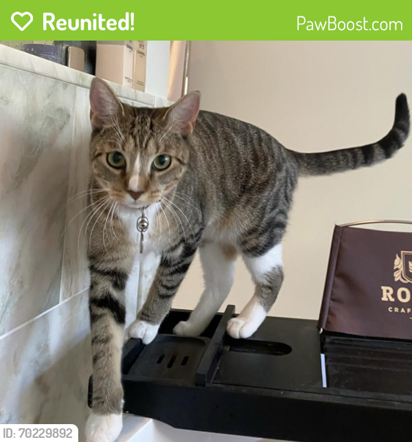 Reunited Female Cat last seen Old Gulph Road Ford, Haverford, PA 19041