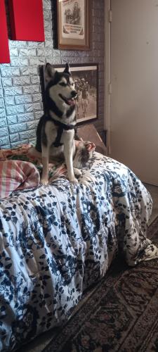 Lost Female Dog last seen 11th Ave and Bell Rd. , Phoenix, AZ 85023
