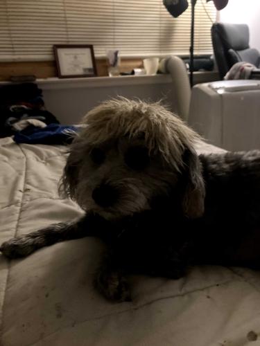 Lost Male Dog last seen Classen and western, Oklahoma City, OK 73118