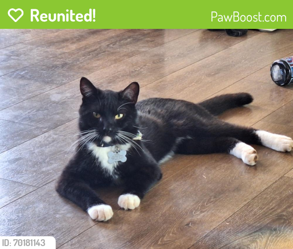 Reunited Male Cat last seen St Pauls Rd, Bealeton, VA 22712