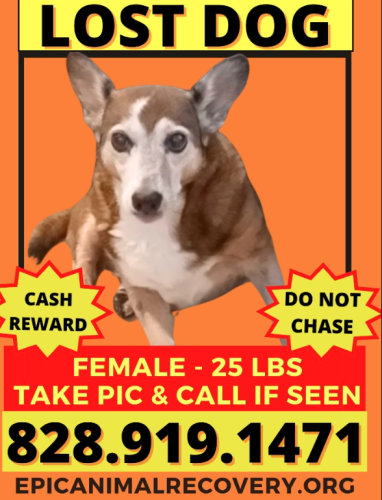 Lost Female Dog last seen Byers Rd. Forest City North Carolina , Forest City, NC 28043