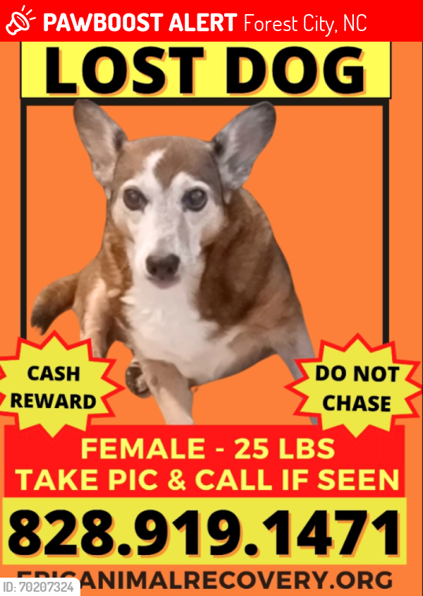 Lost Female Dog last seen Byers Rd. Forest City North Carolina , Forest City, NC 28043