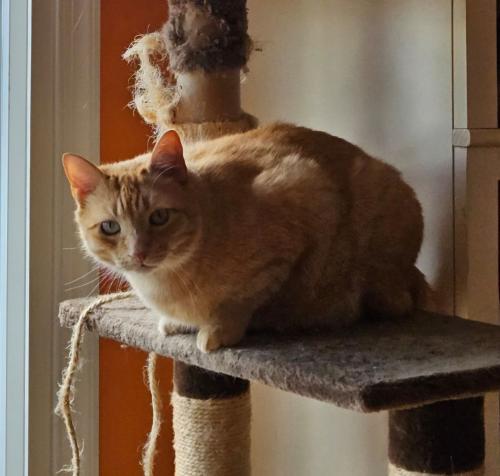 Lost Male Cat last seen Boulder Drive and West Sedona Drive, West Bradford, Downingtown , West Bradford Township, PA 19335
