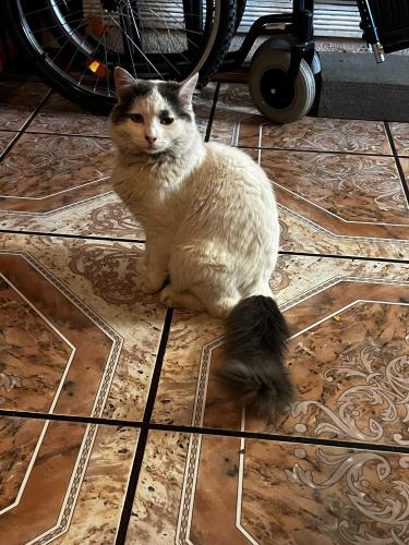 Lost Male Cat last seen Near cherry and valley , Fontana, CA 92335