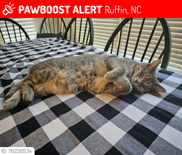 Lost Male Cat last seen Ruffin, Ruffin, NC 27326