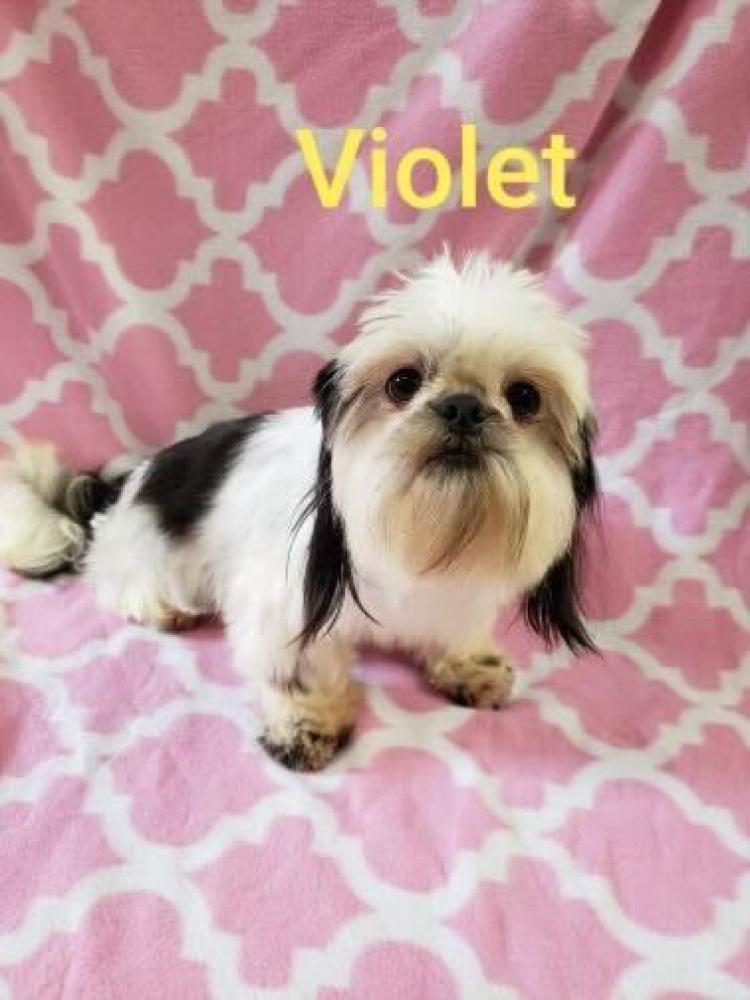 Shelter Stray Female Dog last seen Sevier County, TN , Pigeon Forge, TN 37862