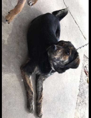 Lost Female Dog last seen Walmart Apache Junction Arizona , Apache Junction, AZ 85120