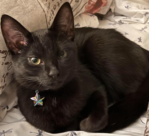 Lost Female Cat last seen Woodgreen and Crestmont, Charlotte, NC 28205