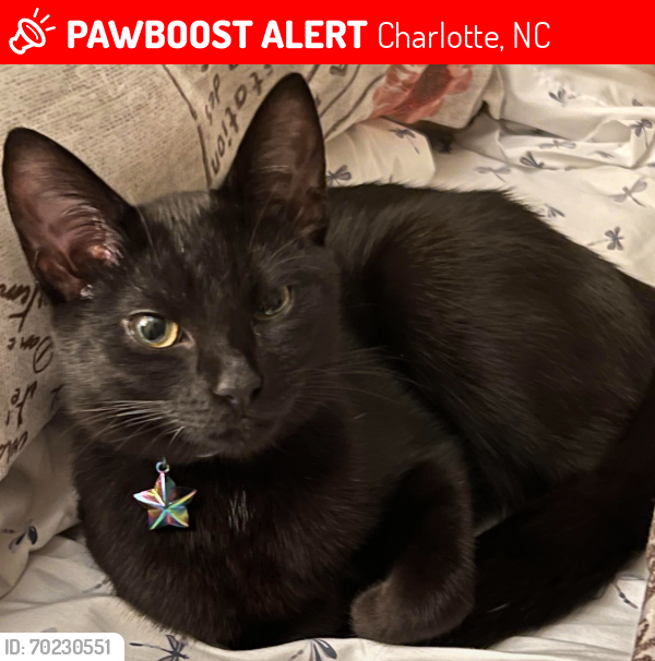 Lost Female Cat last seen Woodgreen and Crestmont, Charlotte, NC 28205