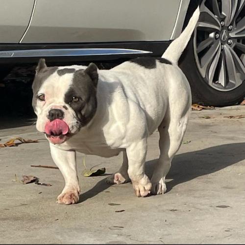 Lost Female Dog last seen Strathern and coldwater canyon ave, Los Angeles, CA 91605