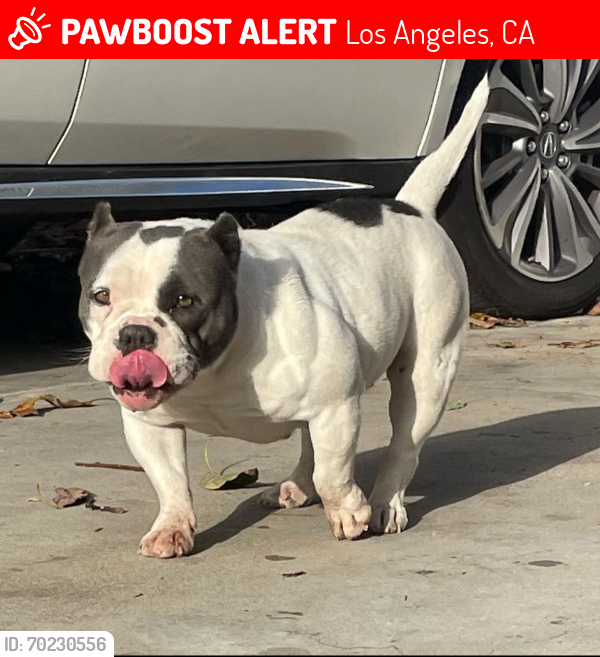 Lost Female Dog last seen Strathern and coldwater canyon ave, Los Angeles, CA 91605