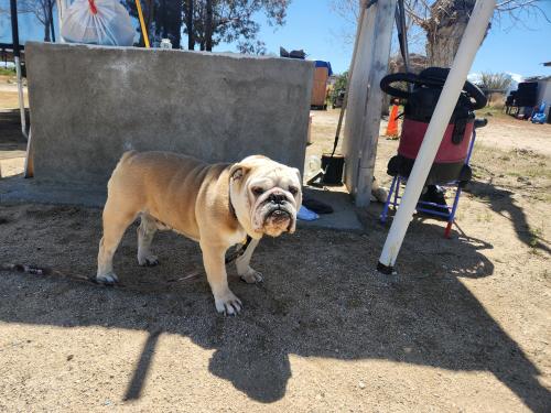 Lost Male Dog last seen Johnson rd, Phelan, CA 92371