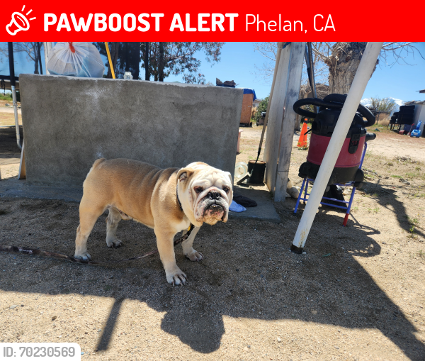 Lost Male Dog last seen Johnson rd, Phelan, CA 92371