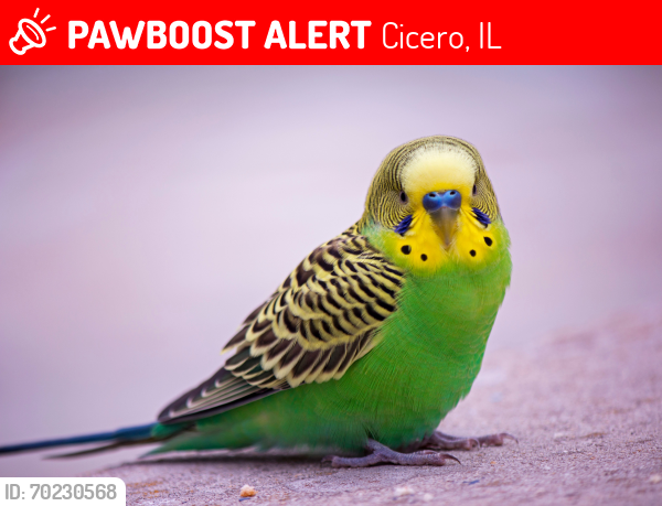 Lost Male Bird last seen Near W 29th Place, Cicero, IL 60804, Cicero, IL 60804