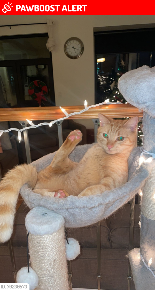 Lost Male Cat last seen Ioco Road, and Alderside, close to 2 minute walk from Old Orchard Park, Port Moody, BC V3H 2W8