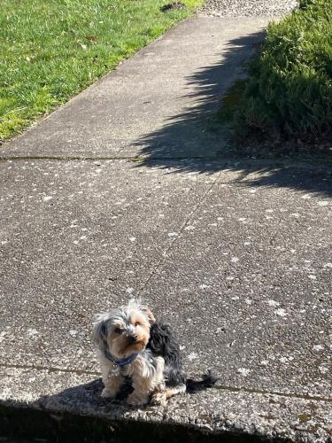 Lost Male Dog last seen Near SE 2nd St Troutdale, OR 97060, Troutdale, OR 97060