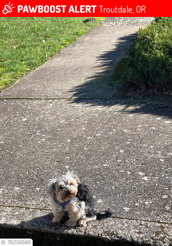 Lost Male Dog last seen Near SE 2nd St Troutdale, OR 97060, Troutdale, OR 97060