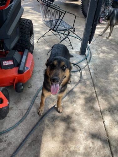 Lost Male Dog last seen E belknap, Haltom City, TX 76117