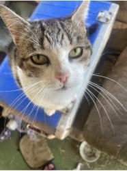 Lost Female Cat last seen El Paseo Rd 92508, Riverside, CA 92508
