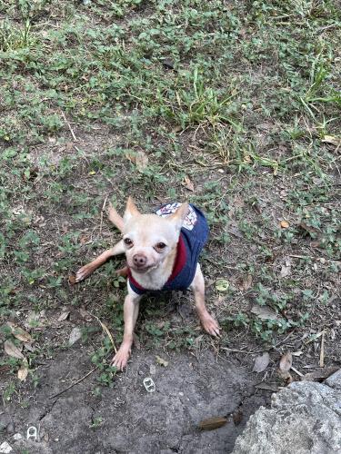 Lost Male Dog last seen Rockrill Dr and Plaza Dale Dr, Houston, TX 77045