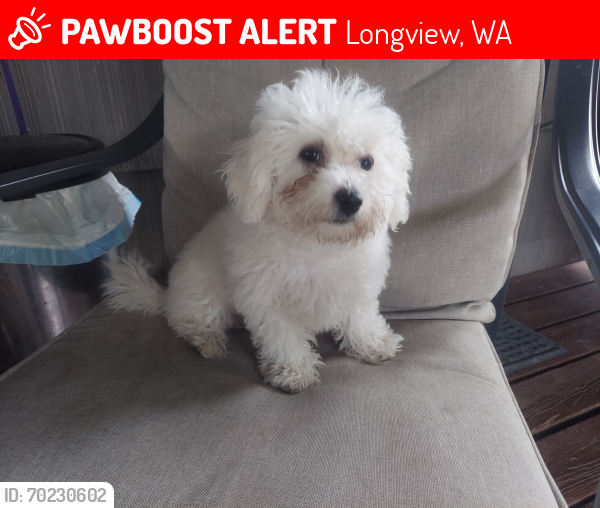 Lost Female Dog last seen Weyerhaeuser area, Longview, WA 98632