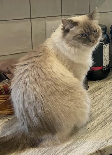 Lost Male Cat last seen Lakefield Dr and Glenfield Ln, Clemmons, NC 27012
