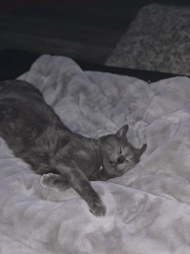 Lost Male Cat last seen Coolidge and Kempland , St. Louis, MO 63132