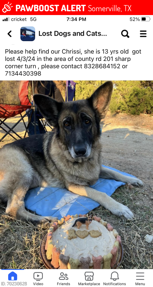 Lost Female Dog last seen County rd 201 Somerville tx, Somerville, TX 77879