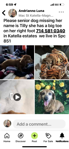 Lost Female Dog last seen Katella and dale, Stanton, CA 90680