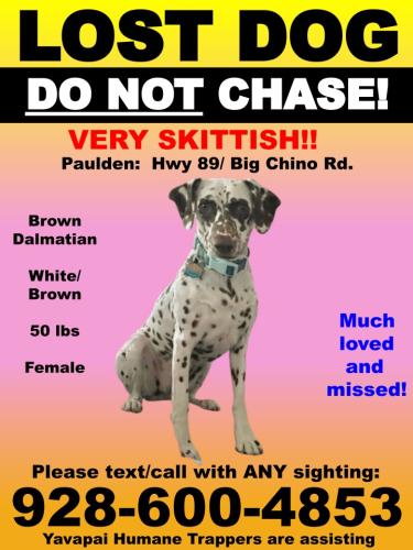 Lost Female Dog last seen Hwy 89, Paulden, AZ 86334